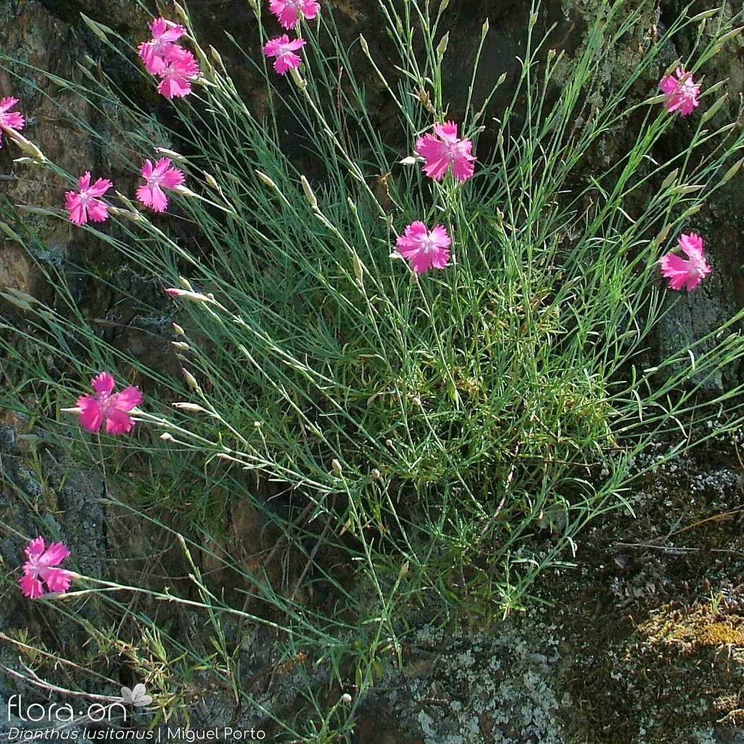 SpbotanicaL's tweet photo. #Dianthuslusitanicus (Família #Caryophyllaceae)
Caméfito. Ocorre em fendas e plataformas de rochedos ácidos, em locais com elevada exposição solar.

📷: Miguel Porto e Ana Júlia Pereira.

#registosdasemana #especiedasemana #Dianthus #floraon #FloradePortugal #biodiversidade https://t.co/5LjIXeDtDY