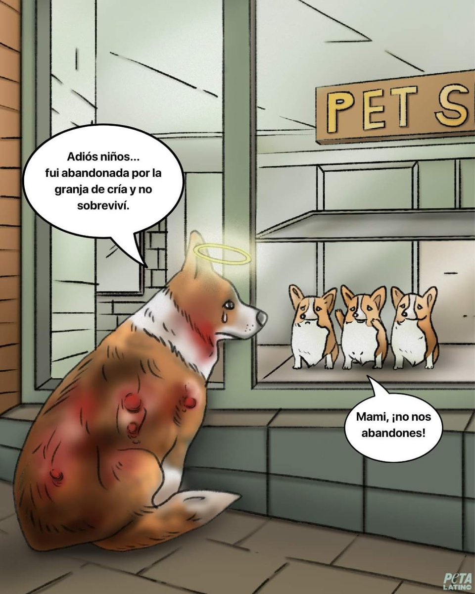 Una terrible y dolorosa realidad que muchos se niegan a ver y siguen comprando cachorros.
Cuando les decimos : "comprar cachorros es fomentar el maltrato" 
Responden cosas como :"no , yo si cuido bien a mi perrito" 
No hablamos de TU perrito , hablamos de los papás y