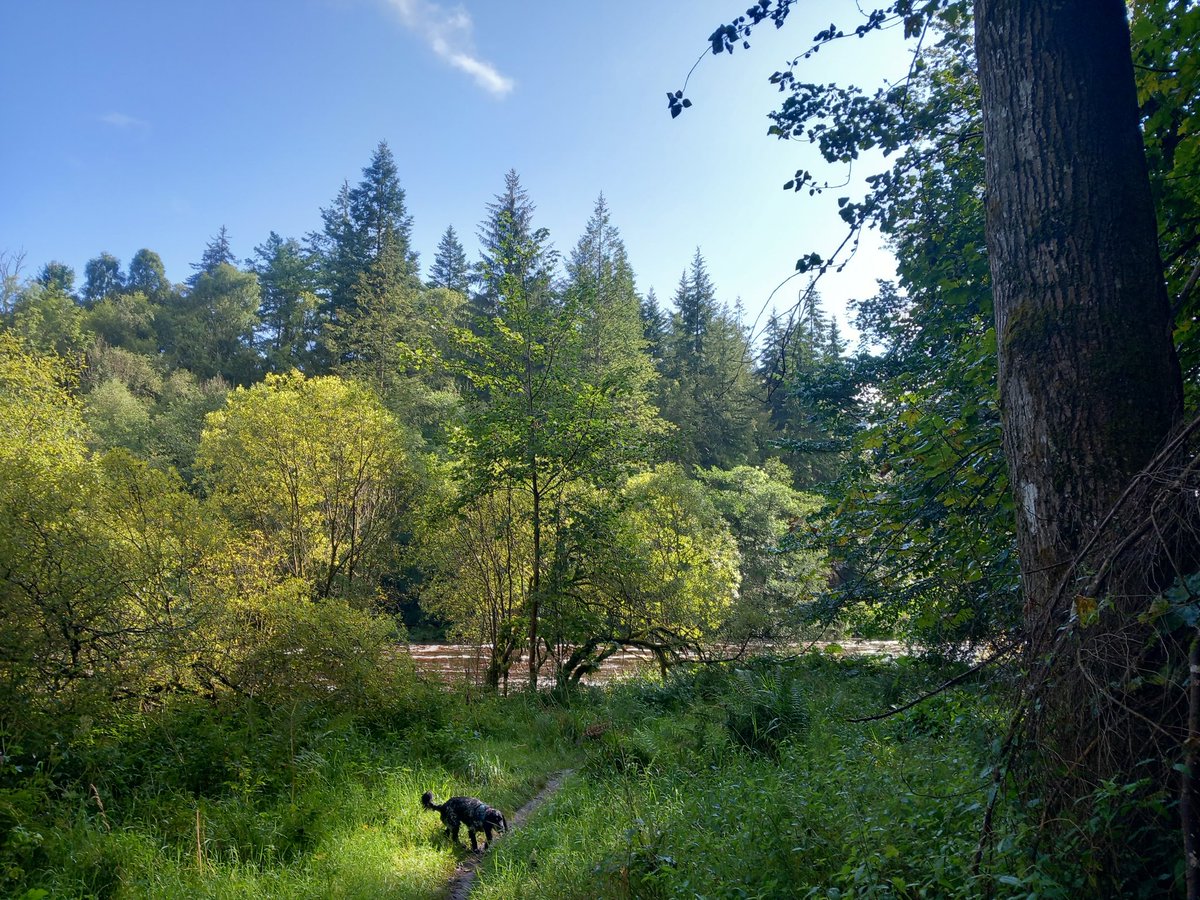 Rab_Long's tweet image. A sunny spell in between the showers this morning. #ClydeWalkway #FallsOfClyde #NewLanark