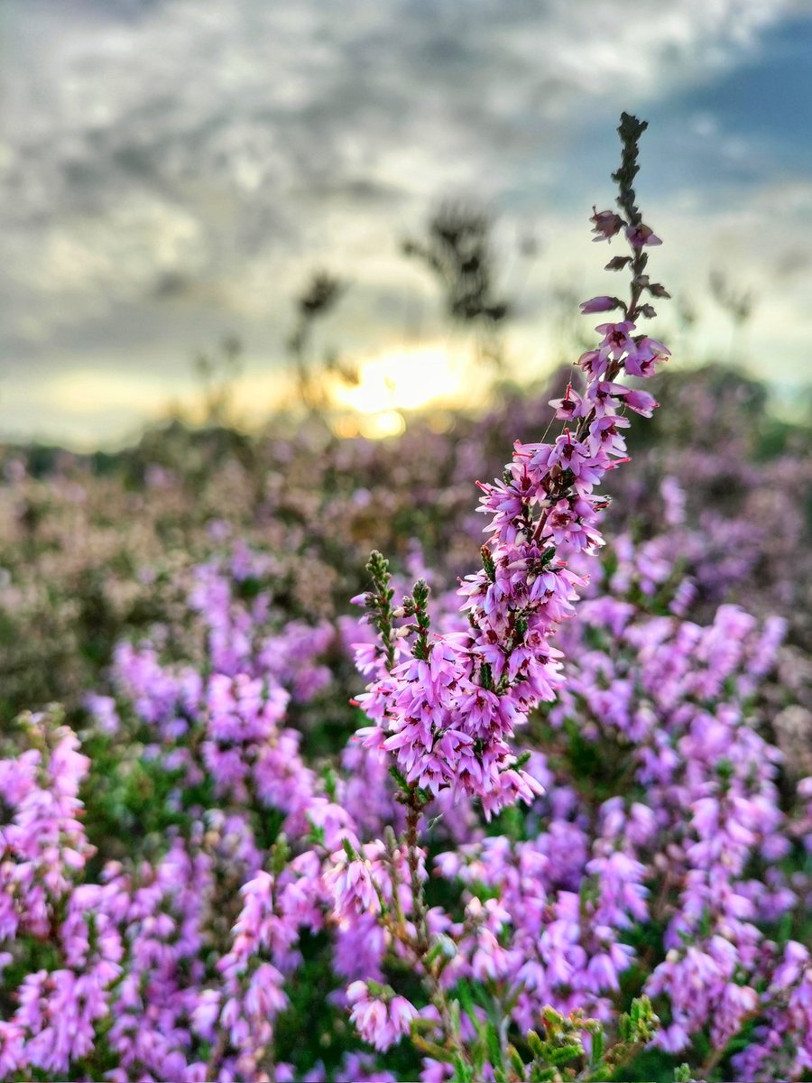 Vierluik merskenheide 📸 Genieten 💜 #heide