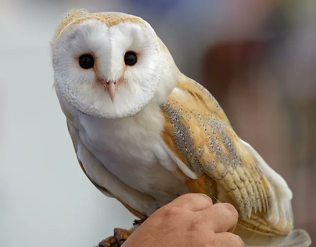 CJ's Birds Of Prey Owl Encounter Experiences🦉

Our 2 hr experiences are held at Westmill Farm, Herts or Harvest Barn Farm, Peterborough.

£30pp. These are unique gifts! You are able to bring along spectators for just £15.00 each.

Book via our website

cjsbirdsofprey.co.uk