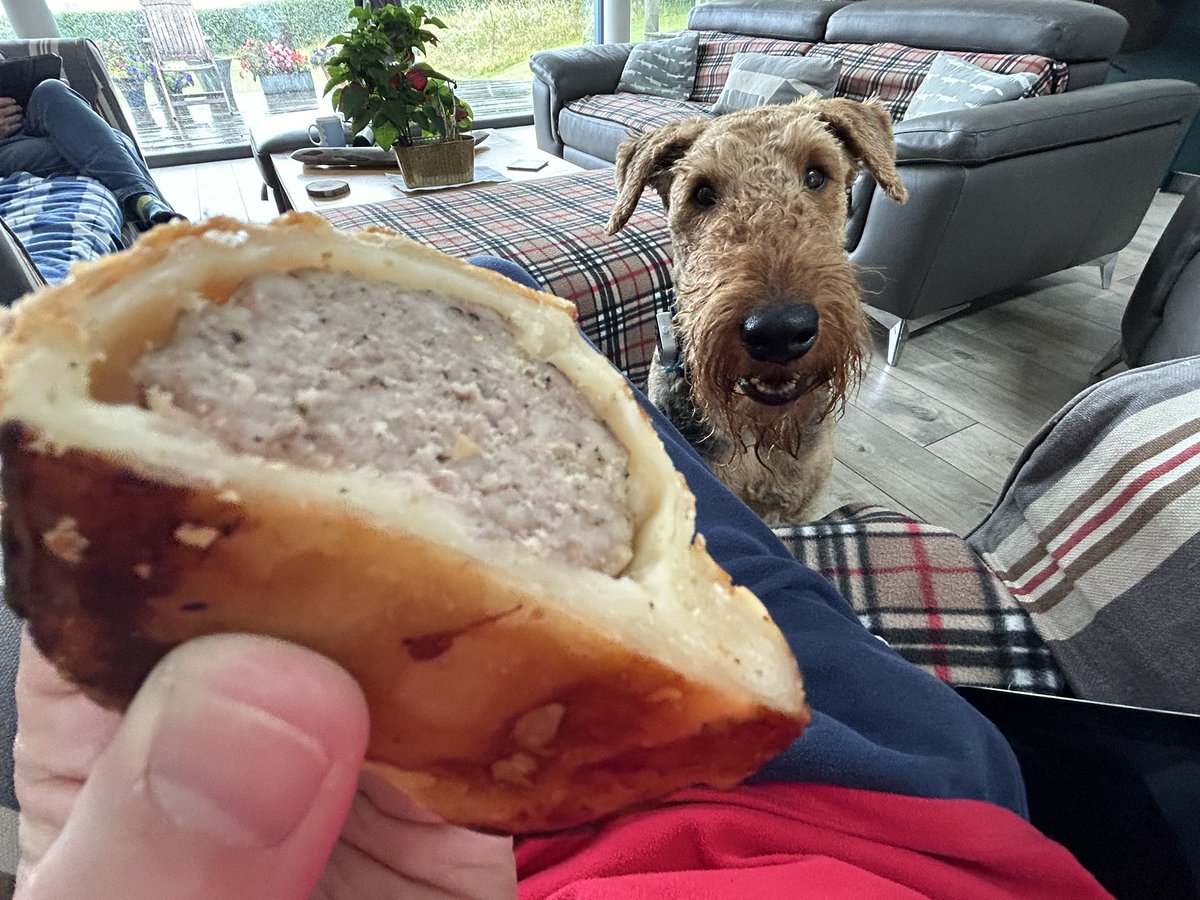 BletchleyBark's tweet image. Soggy doggy gets snossidge roll
#Pawfect