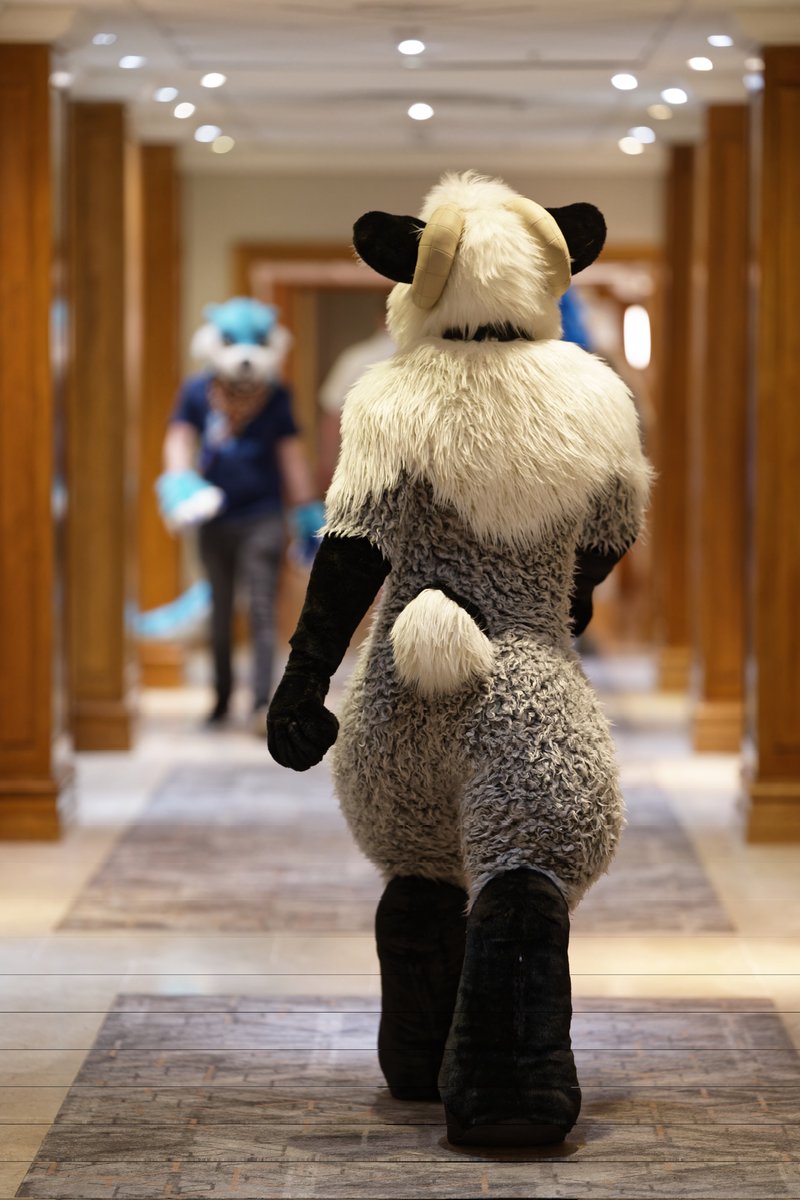 Aigus! ๐ (@aigus_ram) on Twitter photo Missed #FursuitFriday so here's a couple of photos of the sheep from CFz just gone โ๏ธ
๐ท - <a href="/FluffySnowkitty/">Fluffy Snowkitty</a> Missed #FursuitFriday so here's a couple of photos of the sheep from CFz just gone โ๏ธ
๐ท - <a href="/FluffySnowkitty/">Fluffy Snowkitty</a>