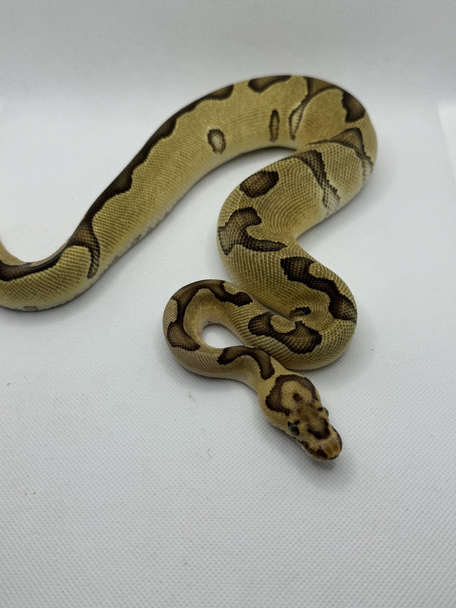 R&M Reptiles tweet media