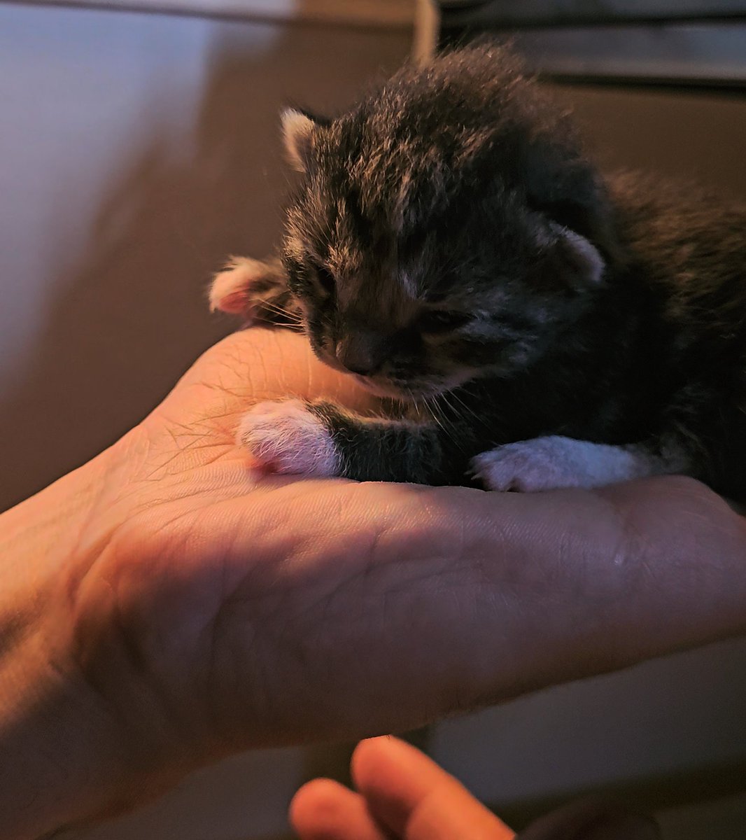 Estos pequeños ya empezaron a abrir sus ojitos 🥰😊