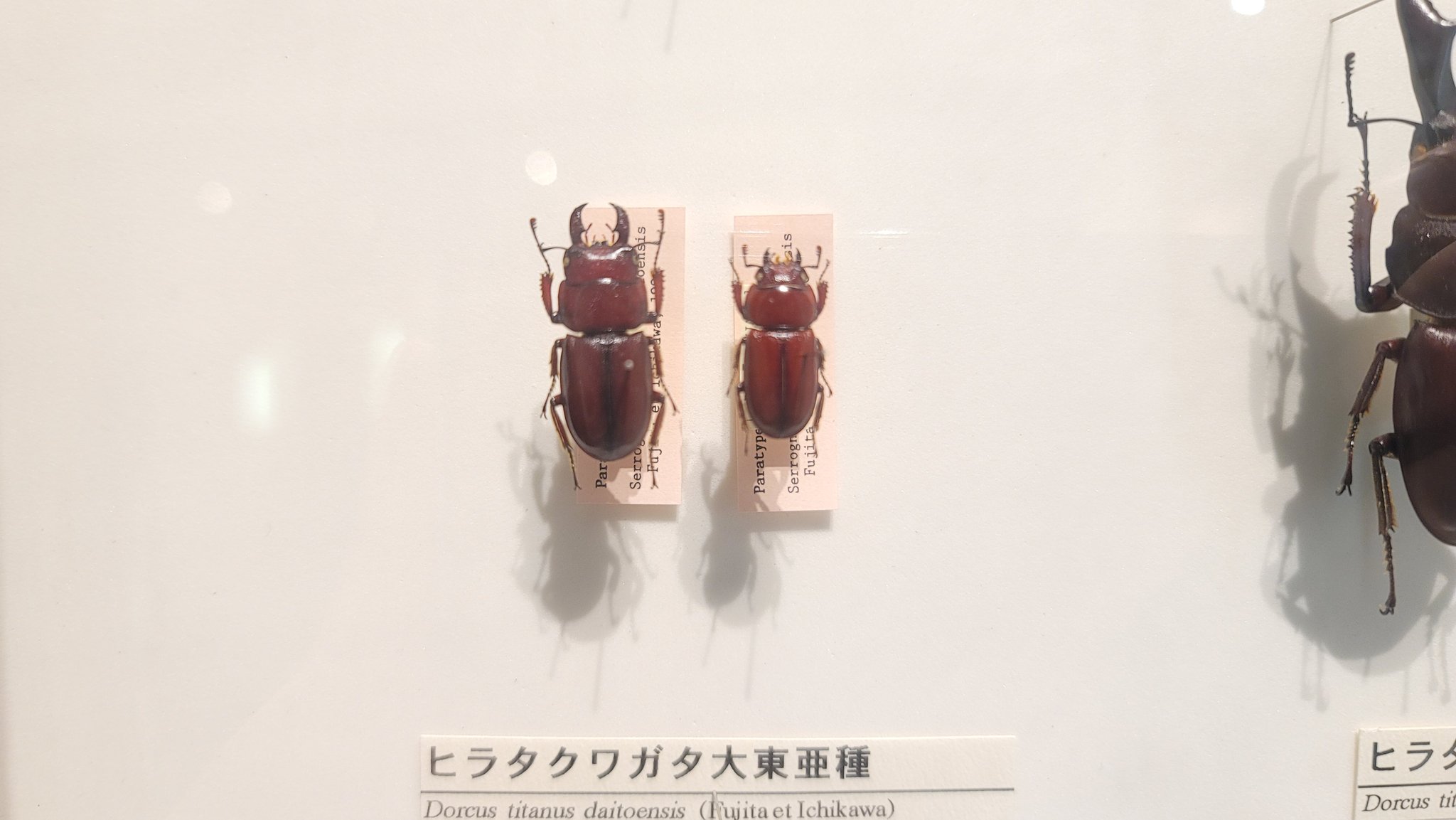 ダイトウヒラタクワガタ標本