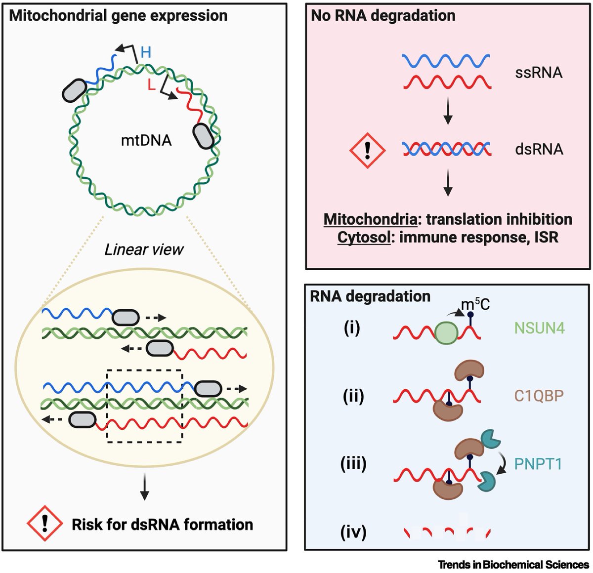 Alexis A. Jourdain (@jourdainlab) on Twitter photo We wrote a short Spotlight article <a href="/TrendsBiochem/">Trends in Biochemical Sciences</a> highlighting the recent work from Kim, Tan, et al. on mitochondrial RNA #methylation, #dsRNA degradation and #innate_immunity published <a href="/MolecularCell/">Molecular Cell</a>. By E. Recazens.
Have a look 👀
sciencedirect.com/science/articl… We wrote a short Spotlight article <a href="/TrendsBiochem/">Trends in Biochemical Sciences</a> highlighting the recent work from Kim, Tan, et al. on mitochondrial RNA #methylation, #dsRNA degradation and #innate_immunity published <a href="/MolecularCell/">Molecular Cell</a>. By E. Recazens.
Have a look 👀
sciencedirect.com/science/articl…
