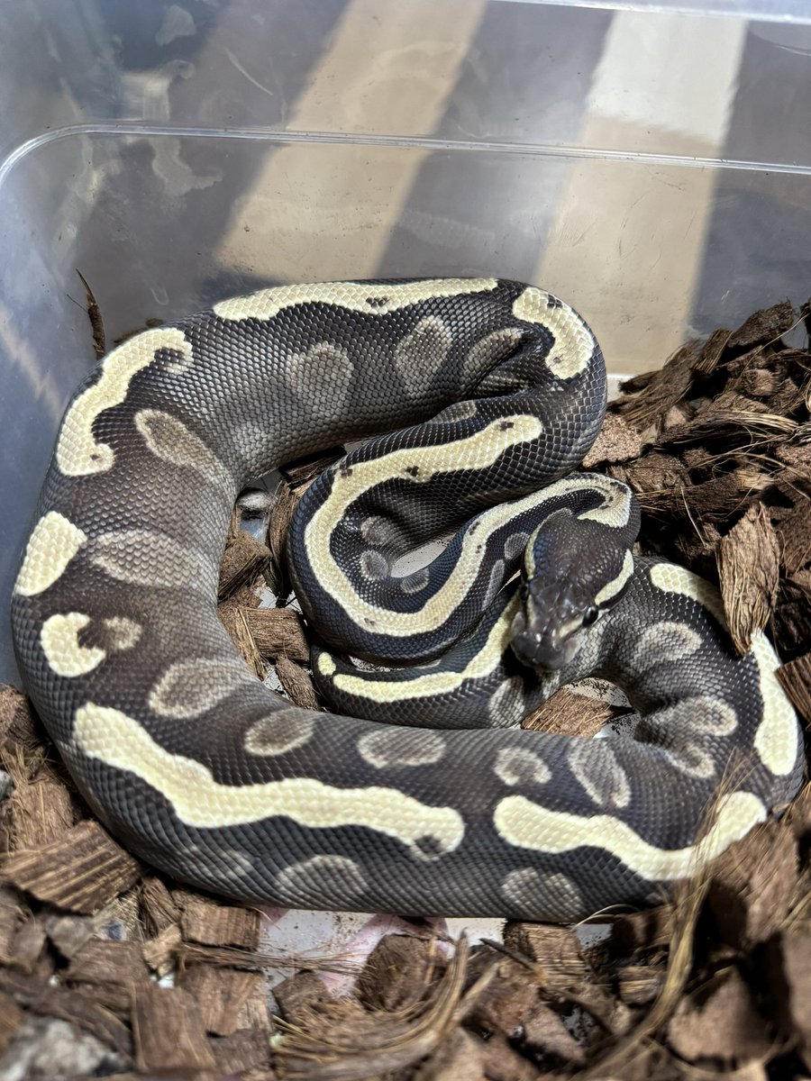 R&M Reptiles tweet media