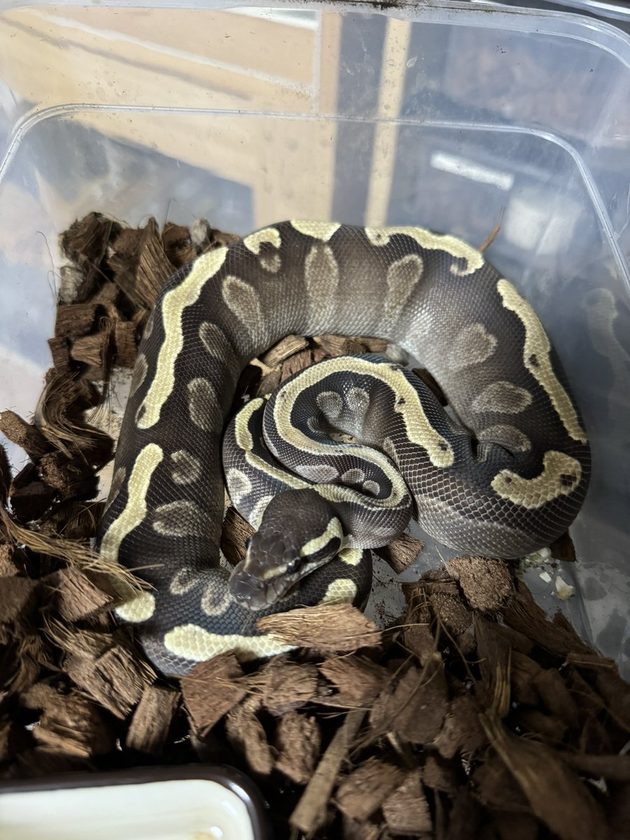 R&M Reptiles tweet media