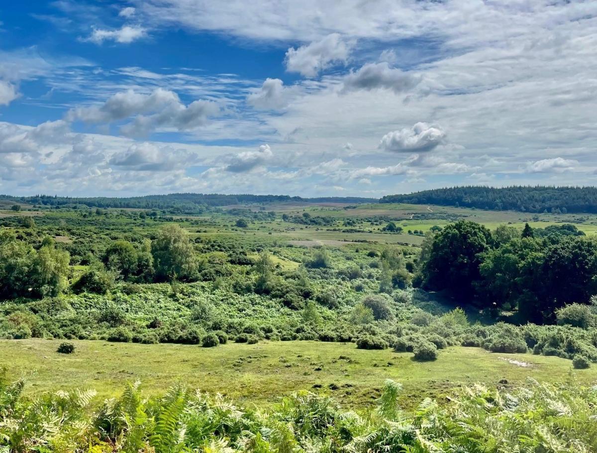 The New Forest tweet media