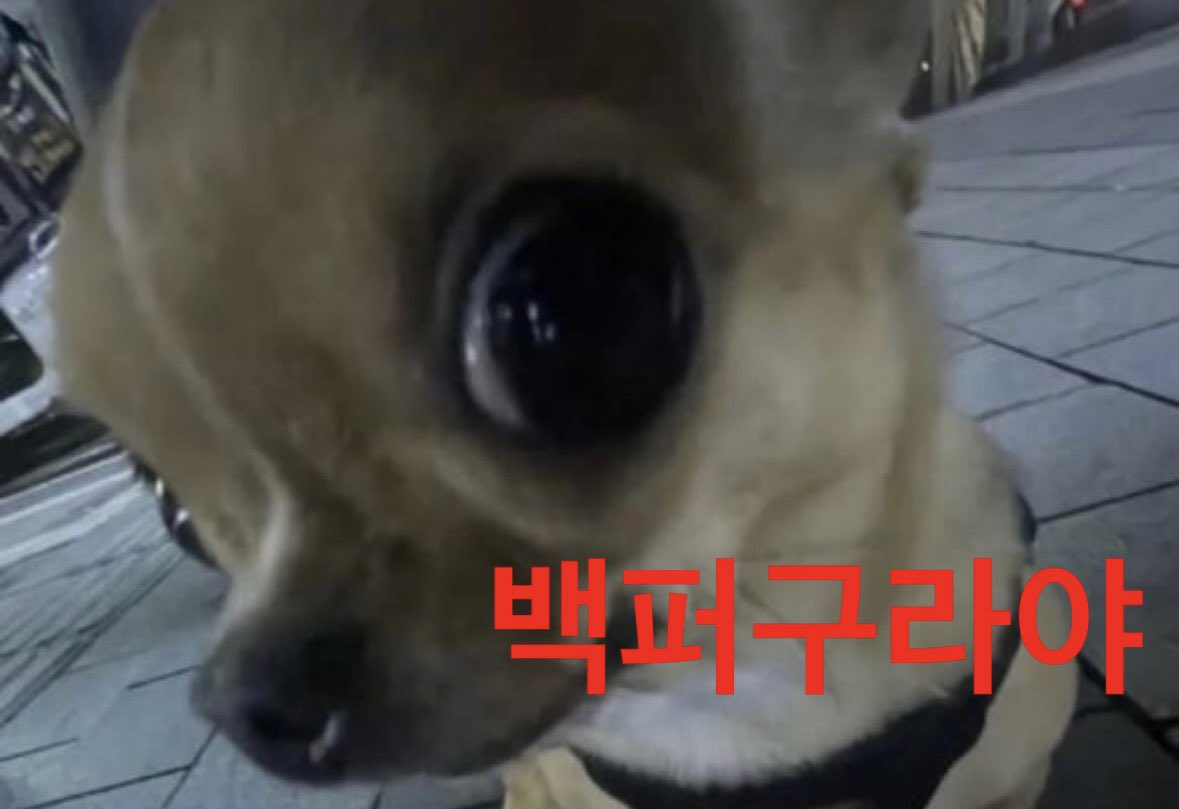 똑숭이 tweet media