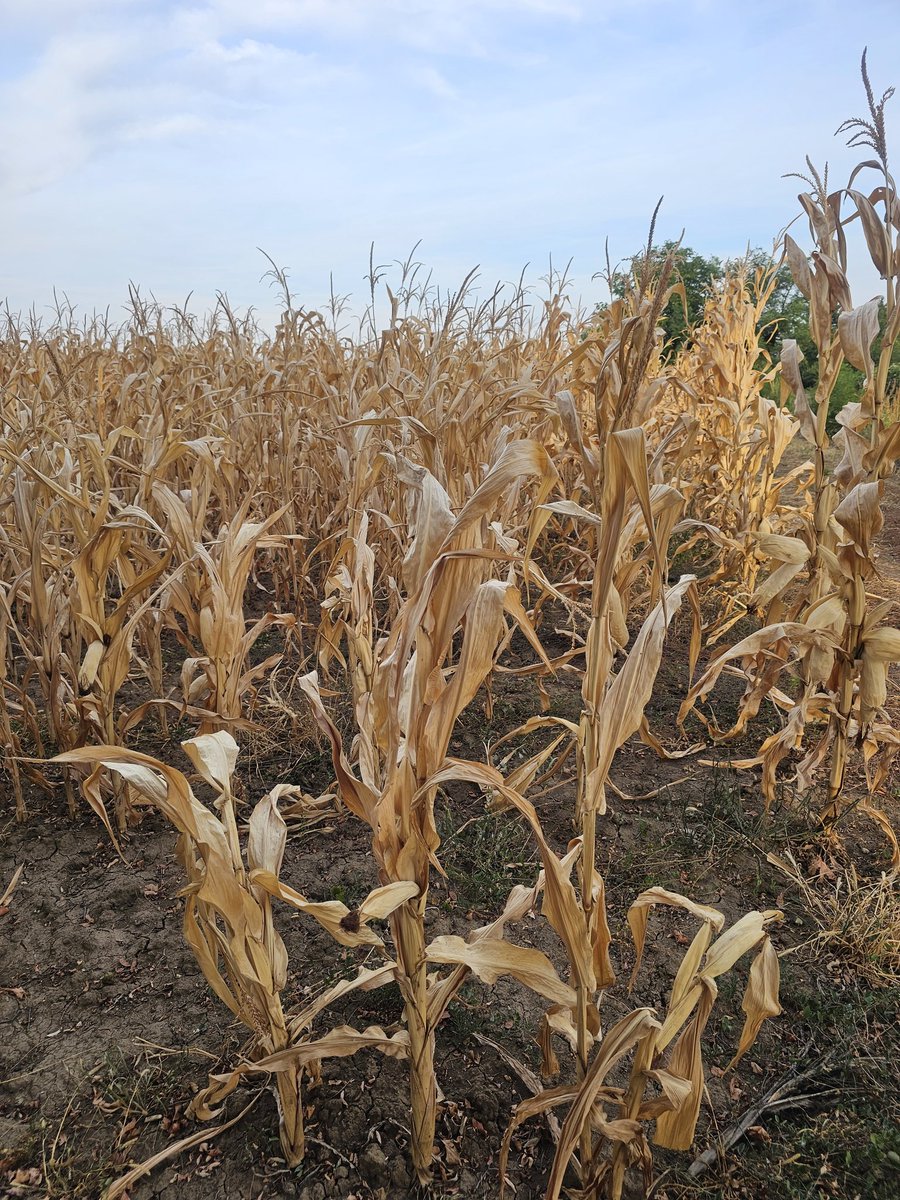 PribicevicU's tweet image. 🙄☀️🌽 #Srbija, susa, leto 2024g.

#dryness #drought #food #summer