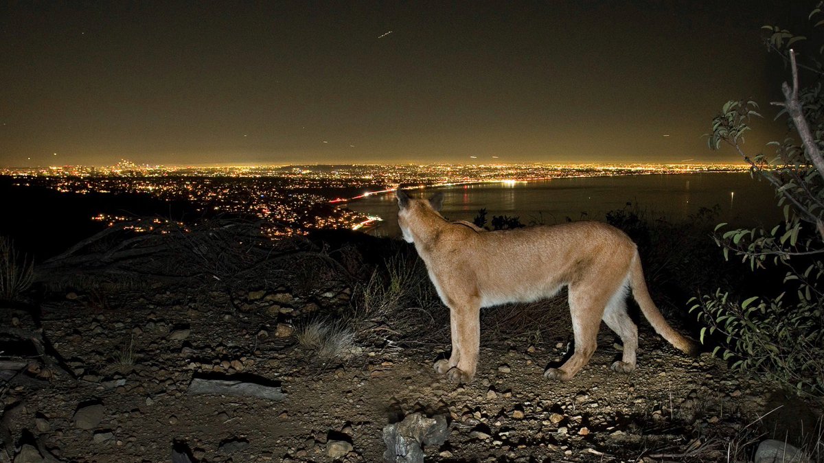 Trail_Cams's tweet image. 