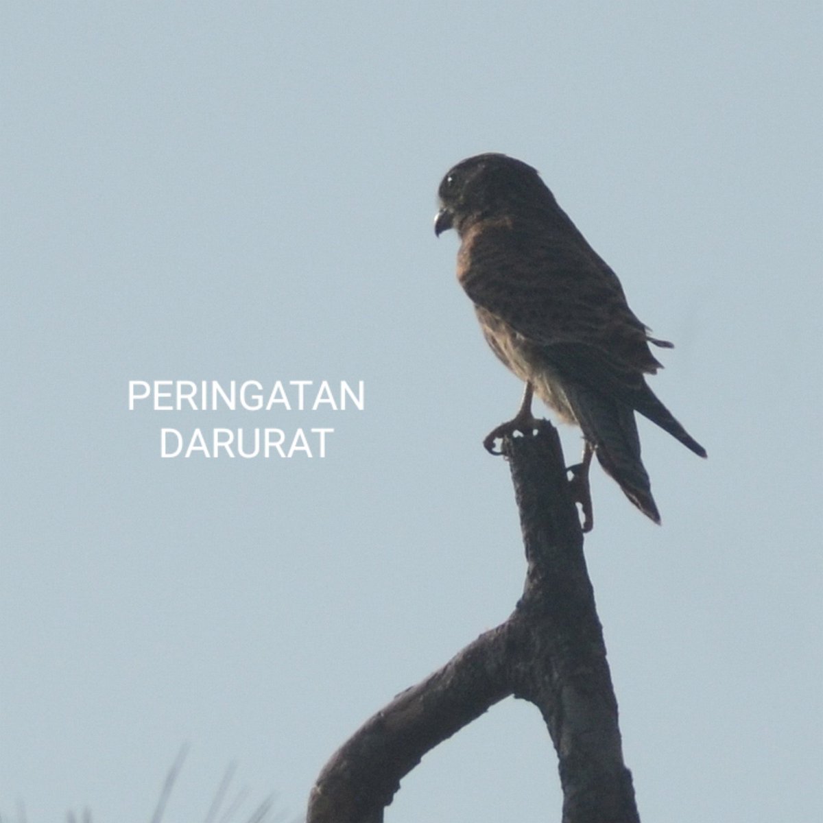 Said (@cecepsu_06) on Twitter photo 