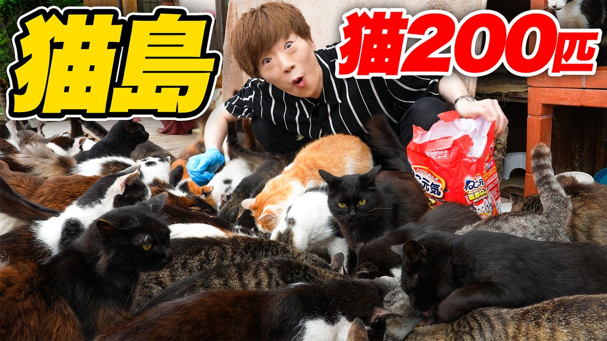 SeikinTV's tweet photo. ★動画公開★
猫200匹が暮らす猫島の旅【田代島】 https://t.co/WEufjy0FxZ @YouTubeより https://t.co/GIN5Eyp5H5