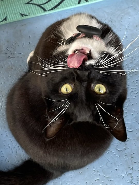half_straycat's tweet photo. Upside down Oreo🙃

#neckstretch #cat #CatLife #HalfStrayCat #WhiteCat #BlackCat #LovelyCat #PawPads #Cattastic #CatOfTheDay https://t.co/X8rmKForYj
