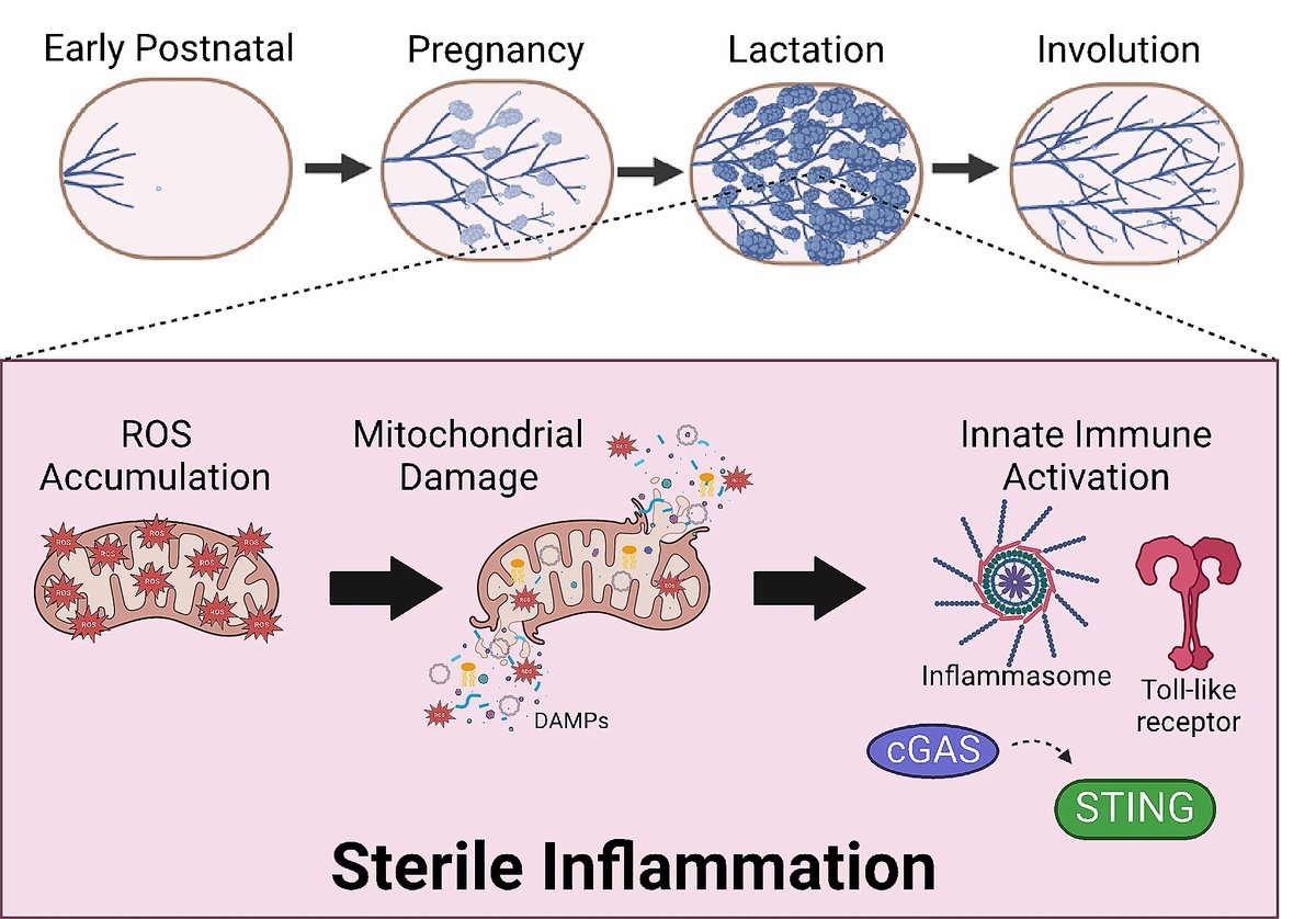 Mammary_journal's tweet image. 📢Latest review from Ramiah Vickers & Weston Porter from @TAMU discusses #immune cell contribution to postnatal mammary development and #breastcancer and suggests new avenues of research for postpartum breast cancer.
link.springer.com/article/10.100…