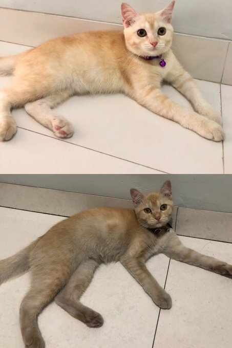 petsfess's tweet photo. pets! gangerti lagi deh mau ngomong apa,☺️ini ga diedit samsek ya, emg yg atas fotonya pas abis grooming dan yg bawah abis berkelana diloteng https://t.co/abz5oaReBG