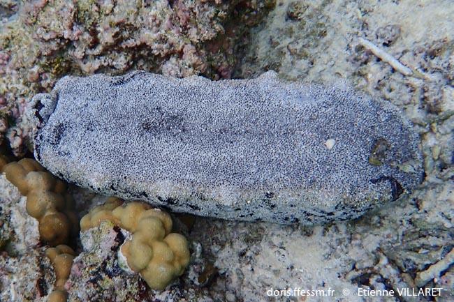 DORIS_ffessm's tweet photo. Publication de la fiche sur l'#holothurie noire à mamelles du #Pacifique 🥒 .
THOMAS Corinne, DUCARME Frédéric, CONAND Chantal, LAMARE Véronique in : #DORIS, 24/08/2024 :
Holothuria whitmaei Bell, 1887, https://t.co/y9Lpxt9XYp
#biodiversite #Echinodermes #Holothurida #Futuna https://t.co/mohDcJAwgu
