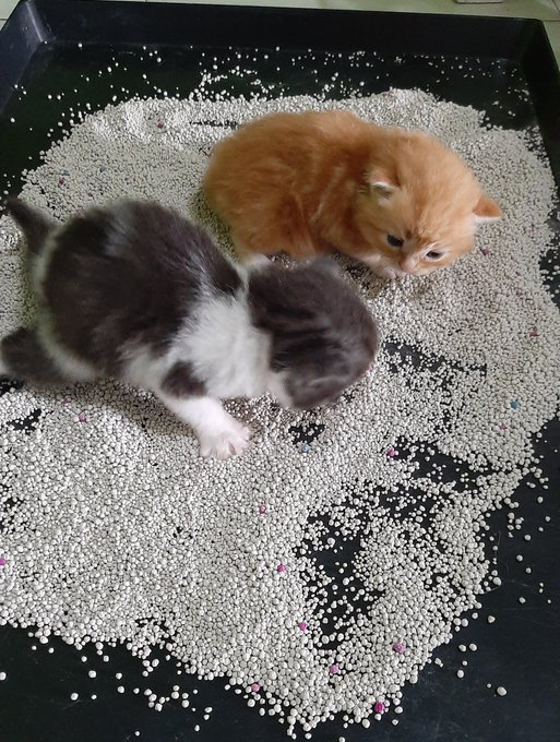 pets! Disuruh belajar pup di pasir, malah dimakan pasirnya😭