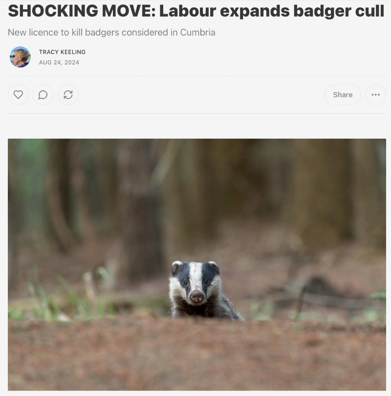 Ahead of winning the recent general election, the Labour Party wooed nature-loving voters by vowing to "end the ineffective badger cull" in its manifesto. 

However, it appears the government is now considering expanding the cull, after just over one month in power.