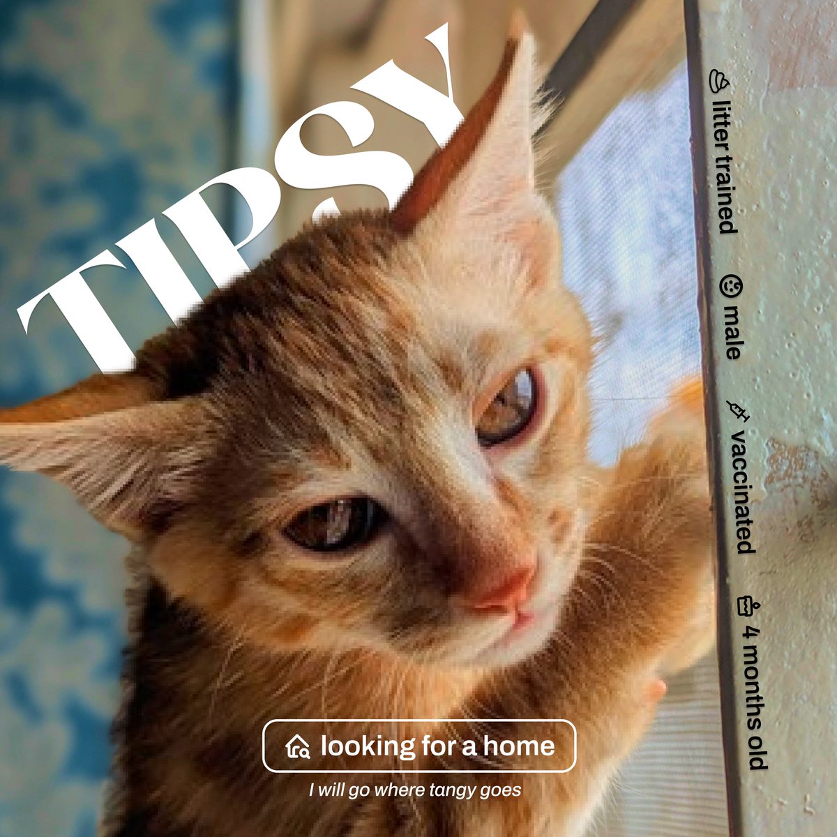frens of banglore - 🐱adoption call ☎️

friend of mine is looking for a new home for his cattos. they're in koramangala right now.

meet tangy and tipsy (4mo old kittens)
