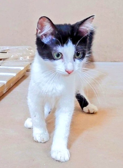 Erta2017's tweet photo. #Lleida #Barcelona

#Beth ❤️ #Luigi
        
"Minuscules" era una serie francesa animada con una sensibilidad exquisita

La ingenuidad y la ternura eran 
el vehículo

Beth y Luigi son minúsculos, son eso: pura ternura

¿Los #Adoptas?
☎️ 646 98 73 53 WhatsApp https://t.co/2MJXnIw5IX