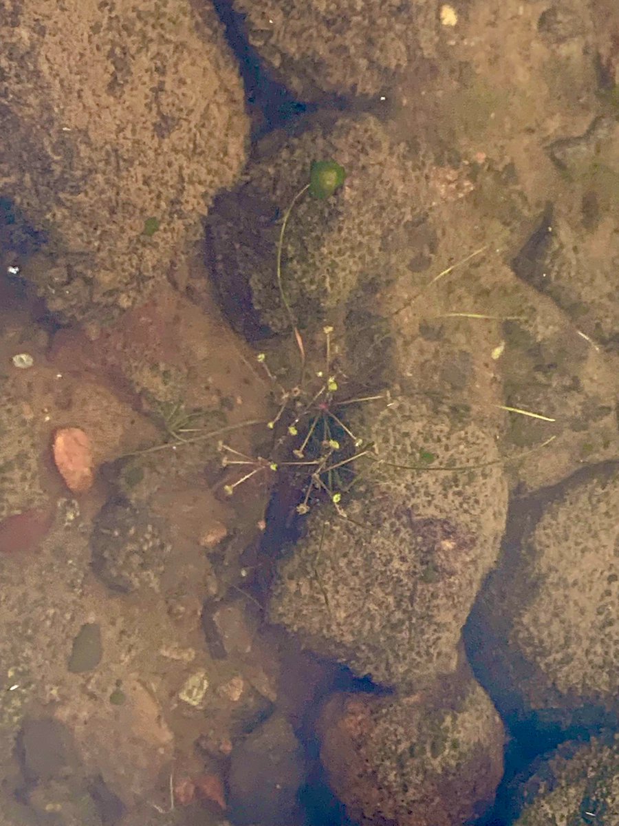 JarnoTu's tweet photo. Suomessa on vähän endeemisiä, eli vain täällä tavattavia lajeja. Kuvan upossarpio (Alisma wahlenbergii) melkein täyttää kriteerit, sillä laji esiintyy vain Itämeressä ja 80% kasvustoista on Suomessa. Rehevöityminen, rantojen umpeenkasvu ja ruoppaukset ovat lajille uhkatekijöitä. https://t.co/eK3nwjtWNK