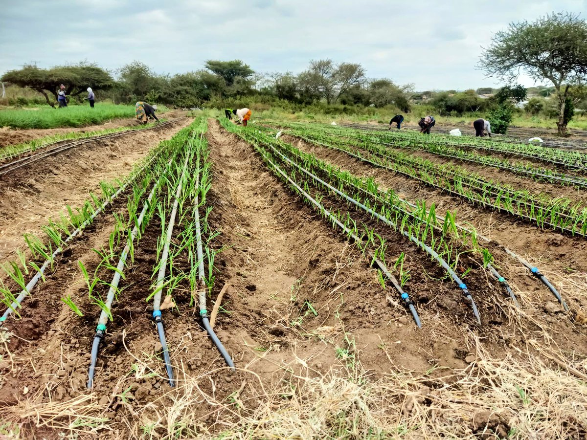 Transplanting of Onions - Kumpa, Kajiado.