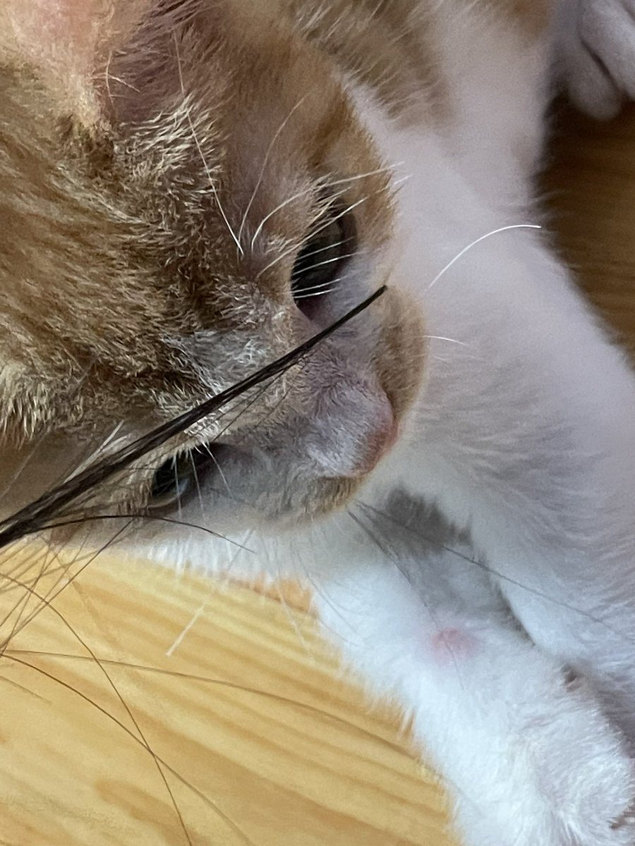 chloe_pen_'s tweet photo. 내 머리털…. https://t.co/8eGiLVynR2