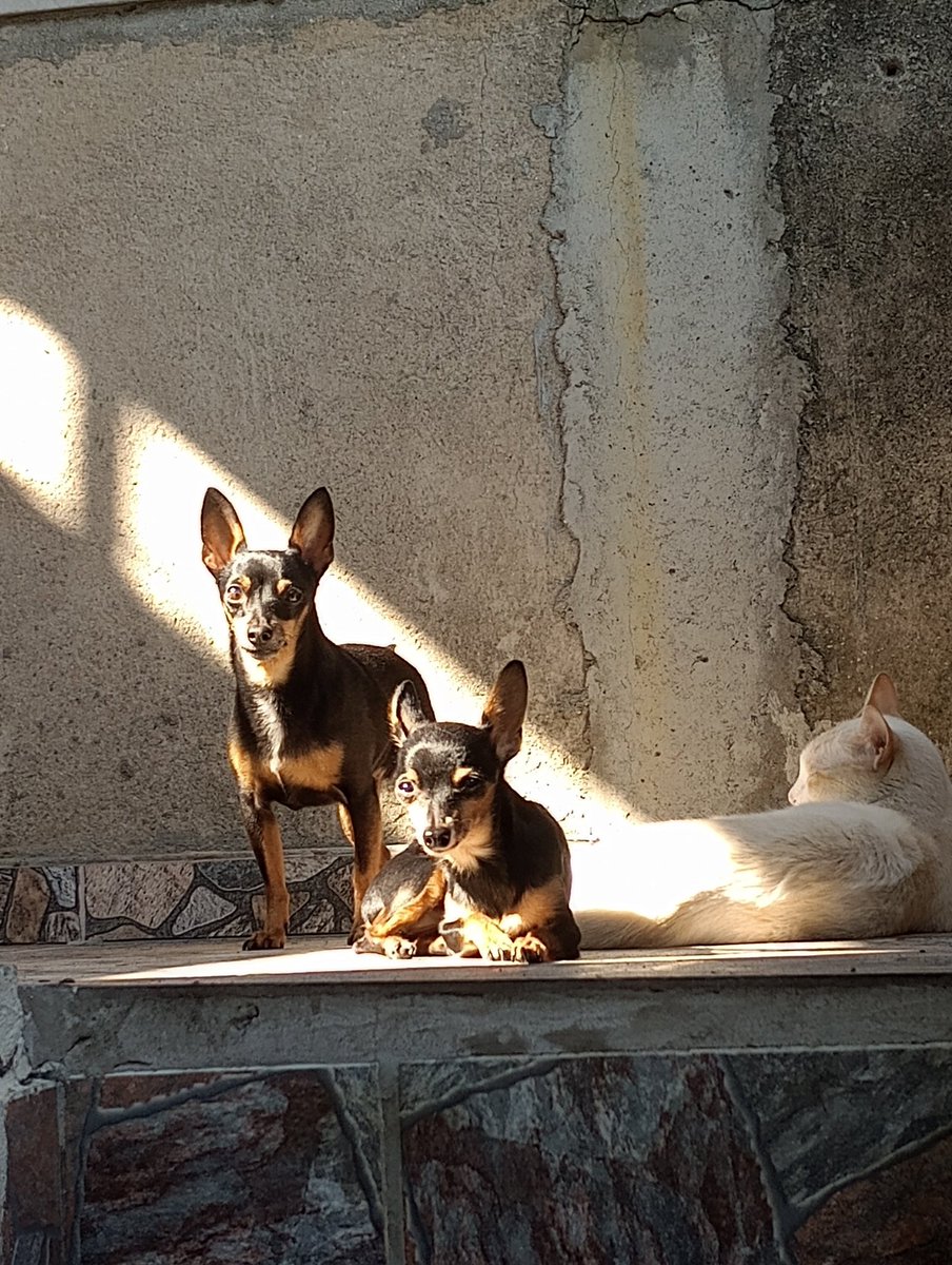 nbadomingos's tweet photo. @ale_sblack Adoram ficar no sol.
OBS: Meu gato fez estágio com eles e quer morder todo mundo. 😍😉 https://t.co/GY1R9zuC6g