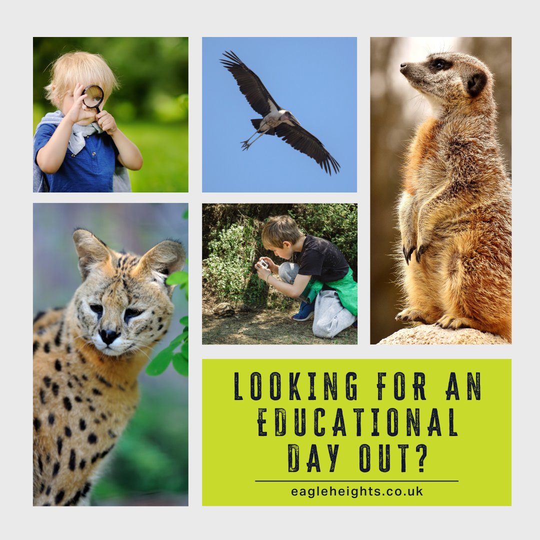 Looking for a fun and educational day out? Visit Eagle Heights! 🐾🌟 Meet incredible animals, watch flying displays, and support wildlife conservation. #EagleHeights #WildlifeExperience #FamilyDayOut