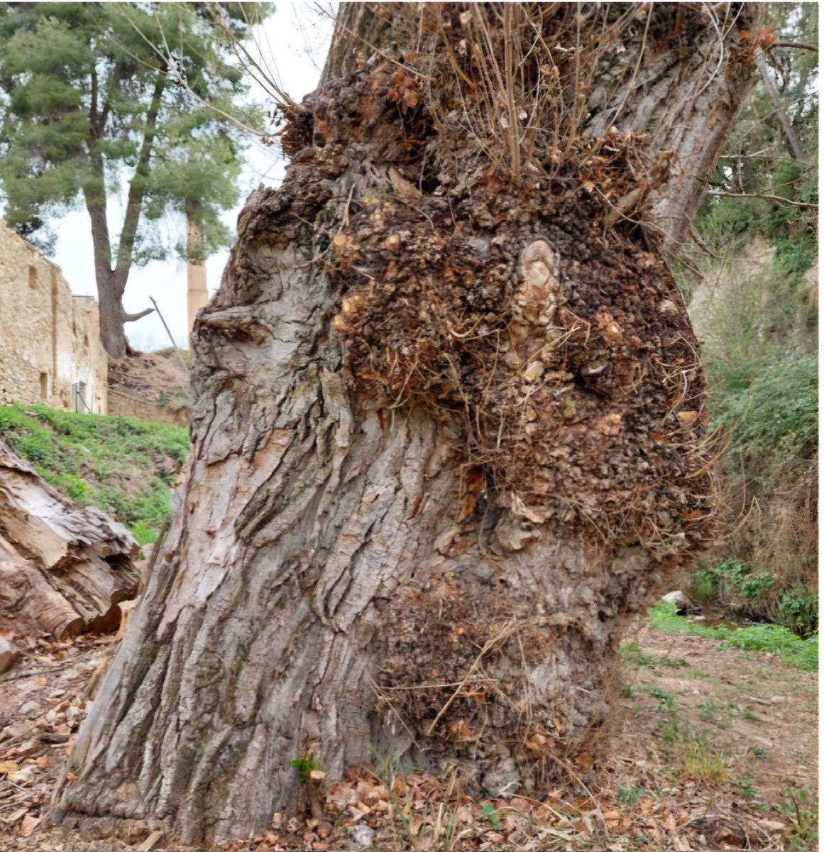 sirfidos's tweet photo. Un árbol maduro puede🌳albergar una comunidad singular de insectos y dar sustento a poblaciones de sírfidos raros o poco conocidos, como los del género Brachyopa, ¡que NO mimetizan himenópteros!🪰 Consulta nuestro nuevo artículo➡️ https://t.co/94hQBjq1Ke https://t.co/c9MSNS33wh