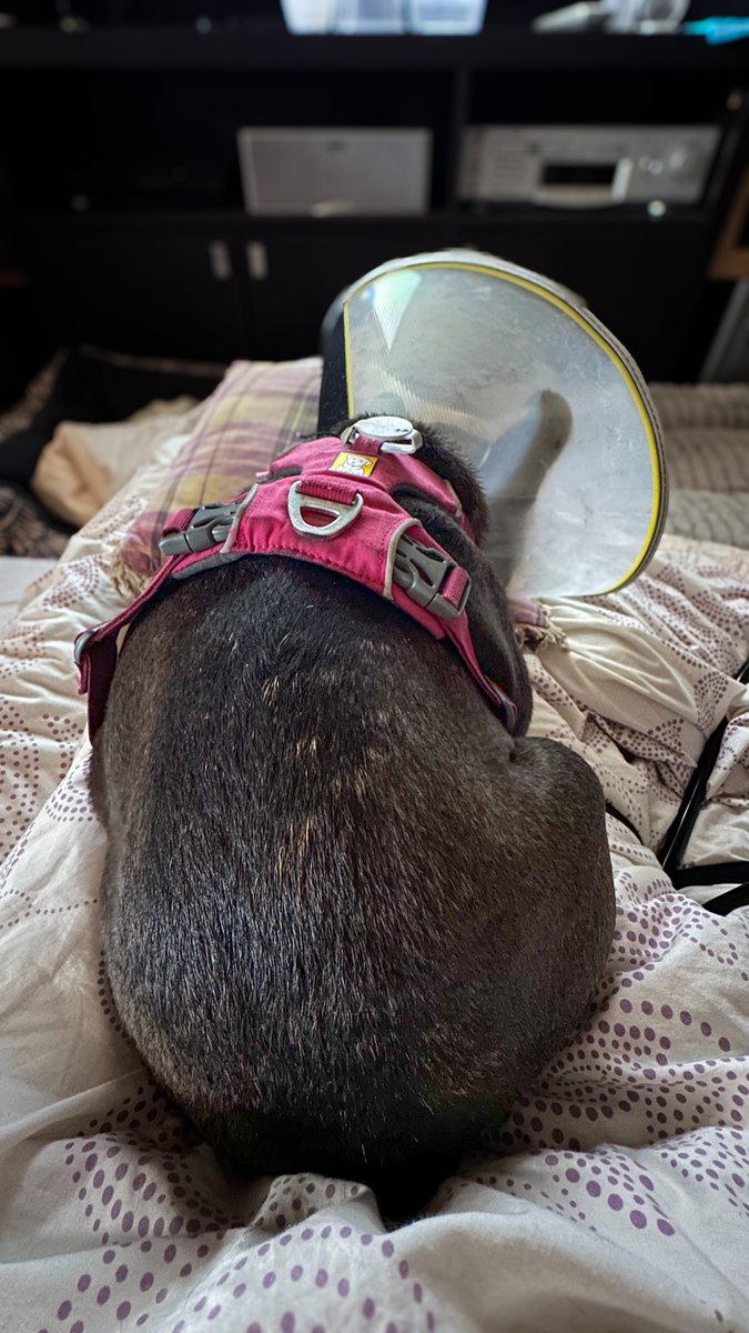 #pupdate 
I had my operation &amp; I am twying to be a good girl for mumma. I iz bored fwom only sleeping. Mumma says I has to let my eye heal now. I looks like I been a boxer lol eeben doe I iz a #frenchie 😂