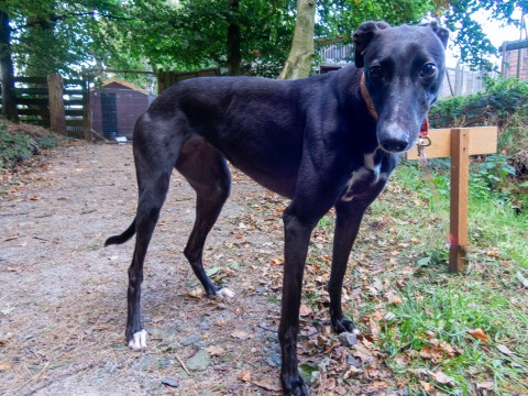 Please retweet to help Connie find a home #FIFE #SCOTLAND #UK 
Details or apply for Connie here👇
greyhoundrescuefife.com
#dogs #dog #Greyhound