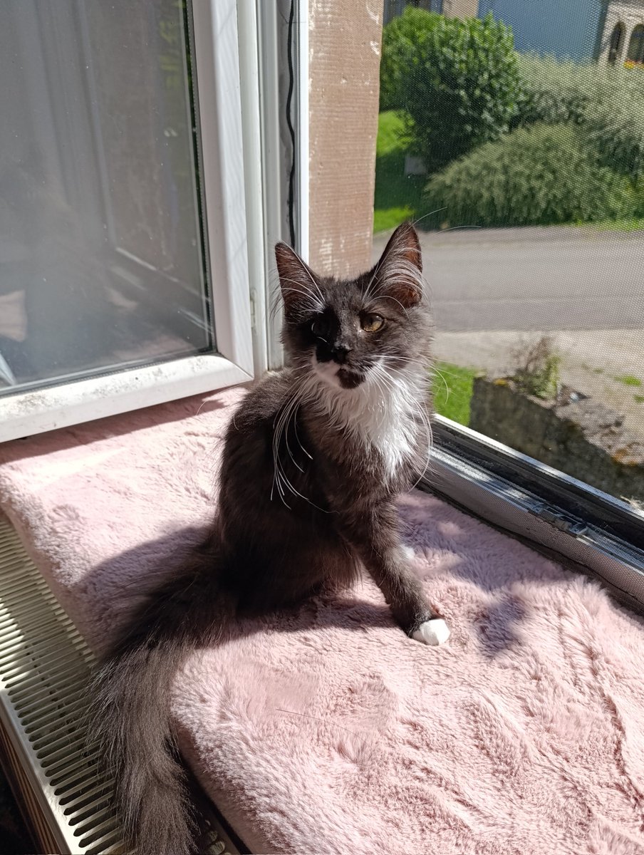 SilverPatounes's tweet photo. - Zelda, je te laisse prendre l'air mais tu ne touches pas à la moustiquaire, hein ?
- Oui maman regarde comme je suis sage !

5 minutes avant le drame.
Aucune moustiquaire n'a été maltraitée pour les besoins de la photo.
Elle l'a été après. https://t.co/rJ9CPDj3RY