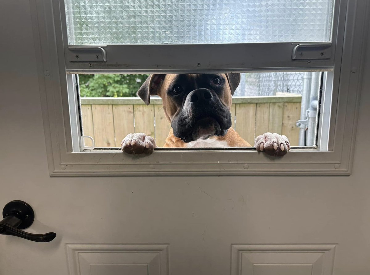 Thornhillinspec's tweet photo. Our newest Inspector just checking out the entrance door window 😄

#Thornhillinspection https://t.co/RjILeVDcqm