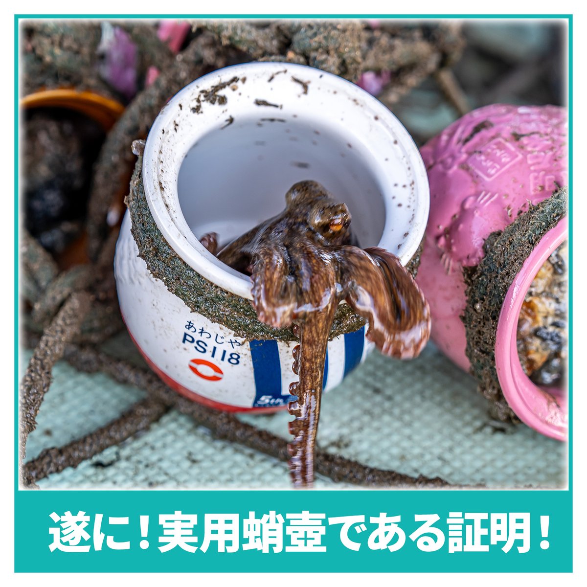 淡路屋・結果情報】5年目にして遂に蛸壺漁大成功！！！ なんと77個投入