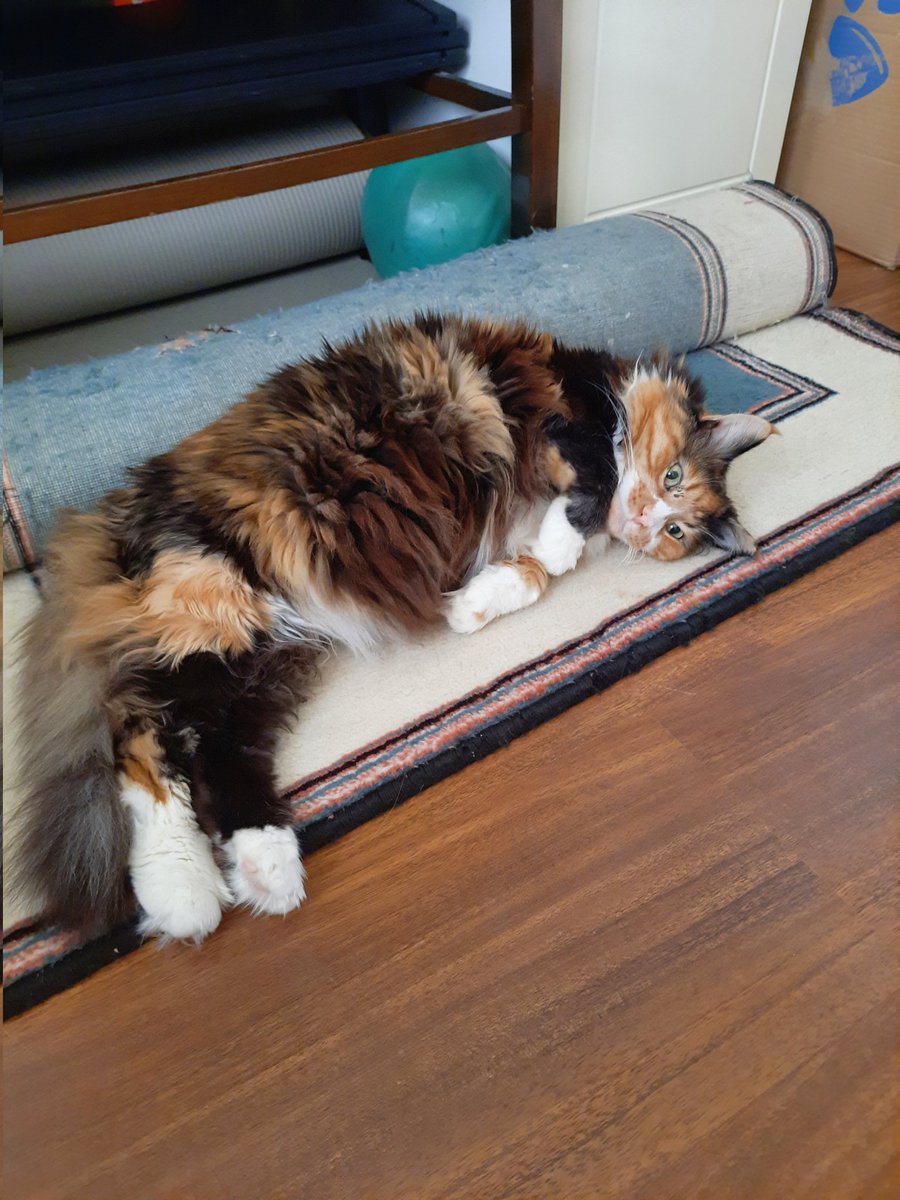 Veysel&Müşfik&Türkan tweet media