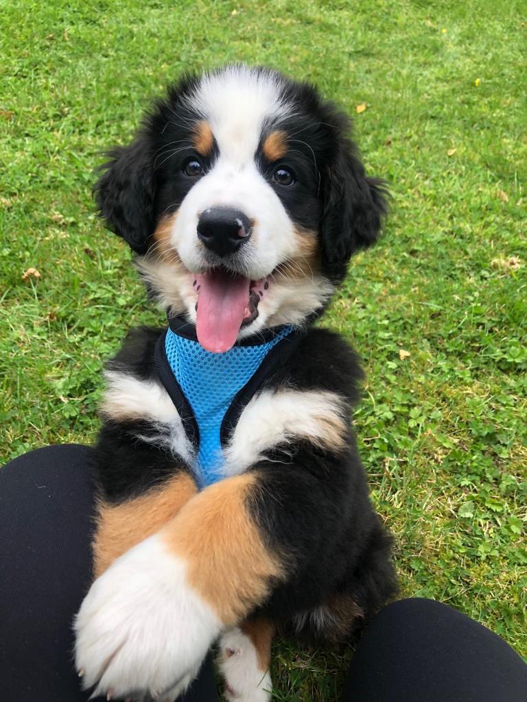 Padraig Harrington tweet media