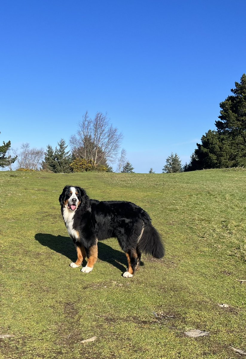 Padraig Harrington tweet media