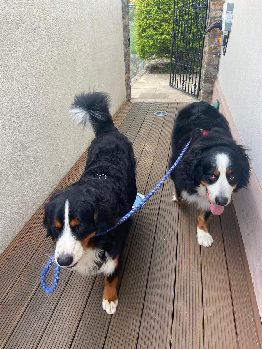 Padraig Harrington tweet media