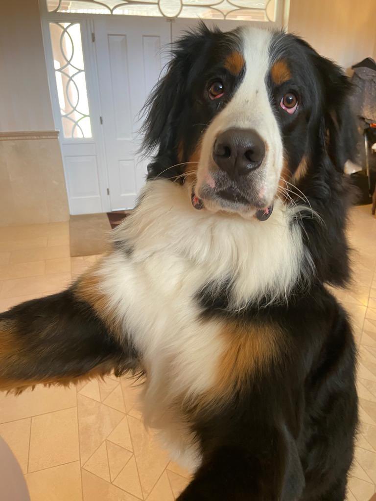 Padraig Harrington tweet media