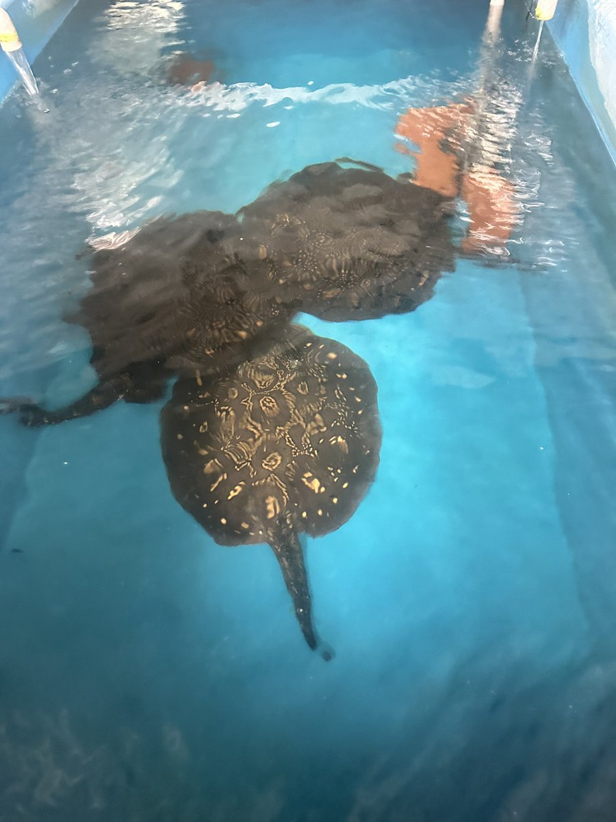 BarkhadleAbdulk's tweet image. Today, our field trip in Taiwan 🇹🇼 CRCF- Central aquaculture research in #Chaiyi city, remarked on an amazing Taiwan aquaculture, specifically in sustainable fish farming that plays critical role to protect indigenous species in Taiwan 🐠 @ADirshe @A_Addow @AliifiyeAli