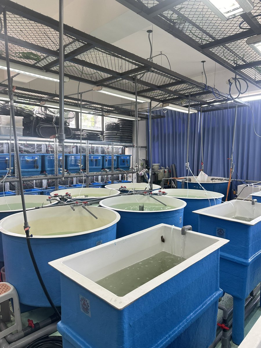 BarkhadleAbdulk's tweet image. Today, our field trip in Taiwan 🇹🇼 CRCF- Central aquaculture research in #Chaiyi city, remarked on an amazing Taiwan aquaculture, specifically in sustainable fish farming that plays critical role to protect indigenous species in Taiwan 🐠 @ADirshe @A_Addow @AliifiyeAli