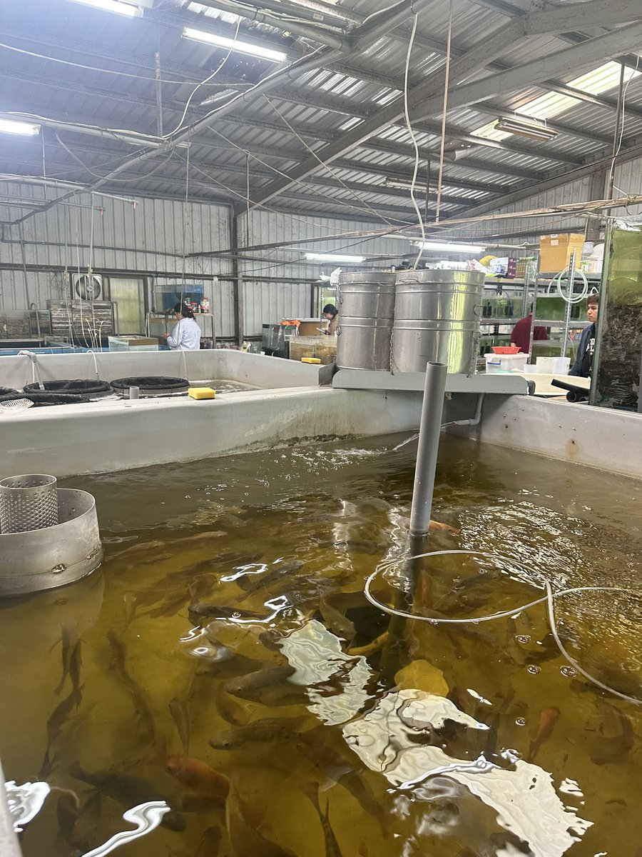 BarkhadleAbdulk's tweet image. Today, our field trip in Taiwan 🇹🇼 CRCF- Central aquaculture research in #Chaiyi city, remarked on an amazing Taiwan aquaculture, specifically in sustainable fish farming that plays critical role to protect indigenous species in Taiwan 🐠 @ADirshe @A_Addow @AliifiyeAli