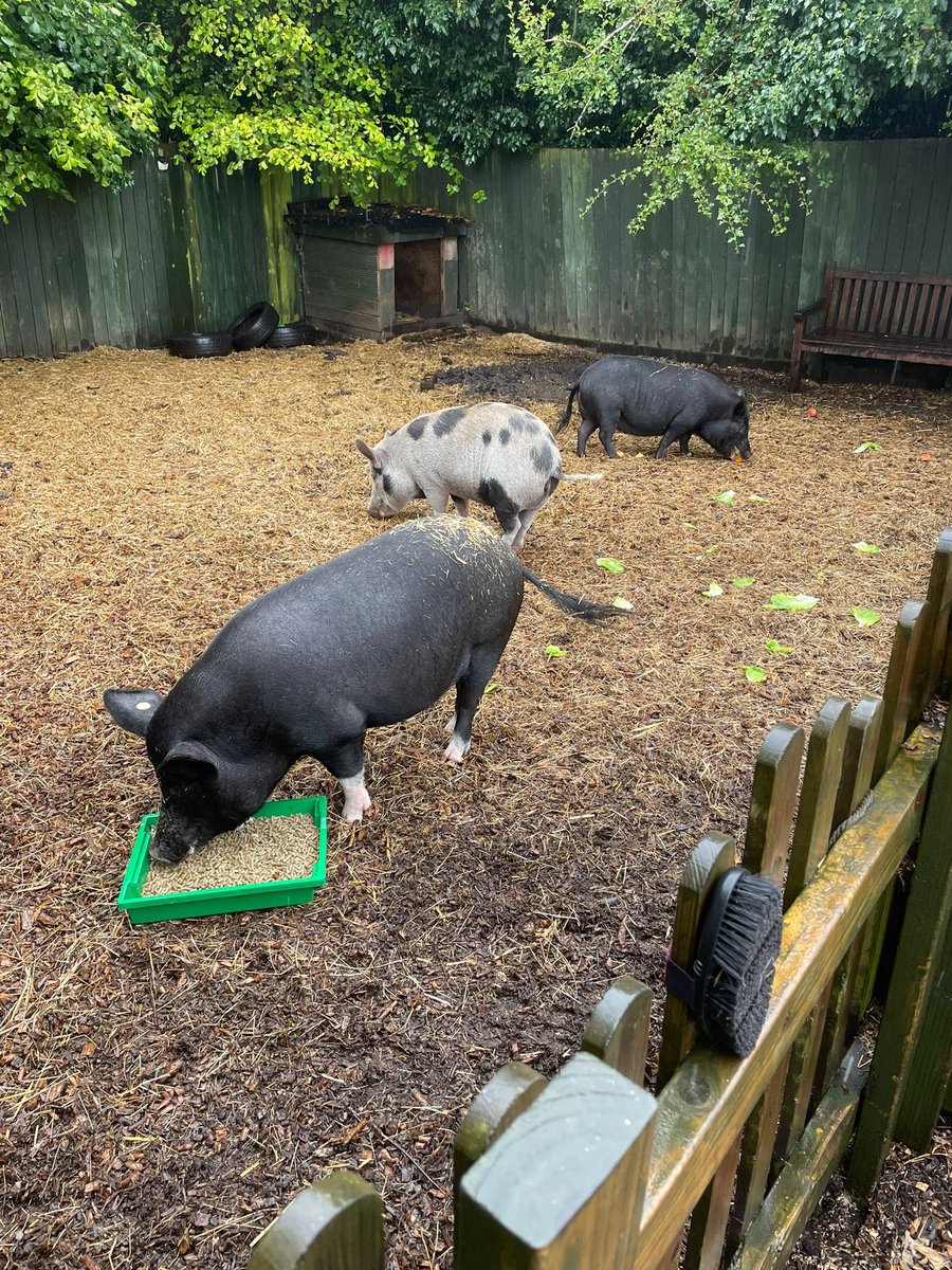 Watersidepigs tweet media