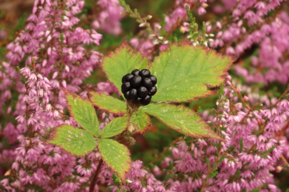 Elsbeth Kwant tweet media