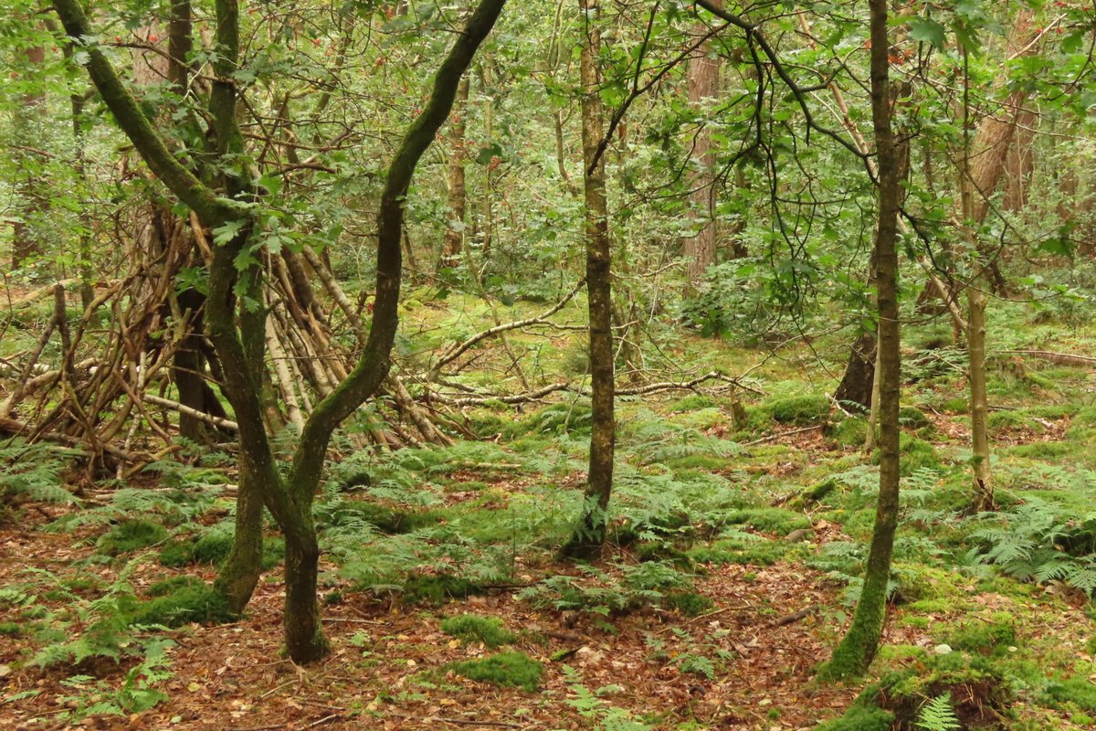 Spanderswoud tussen zomer en herfst