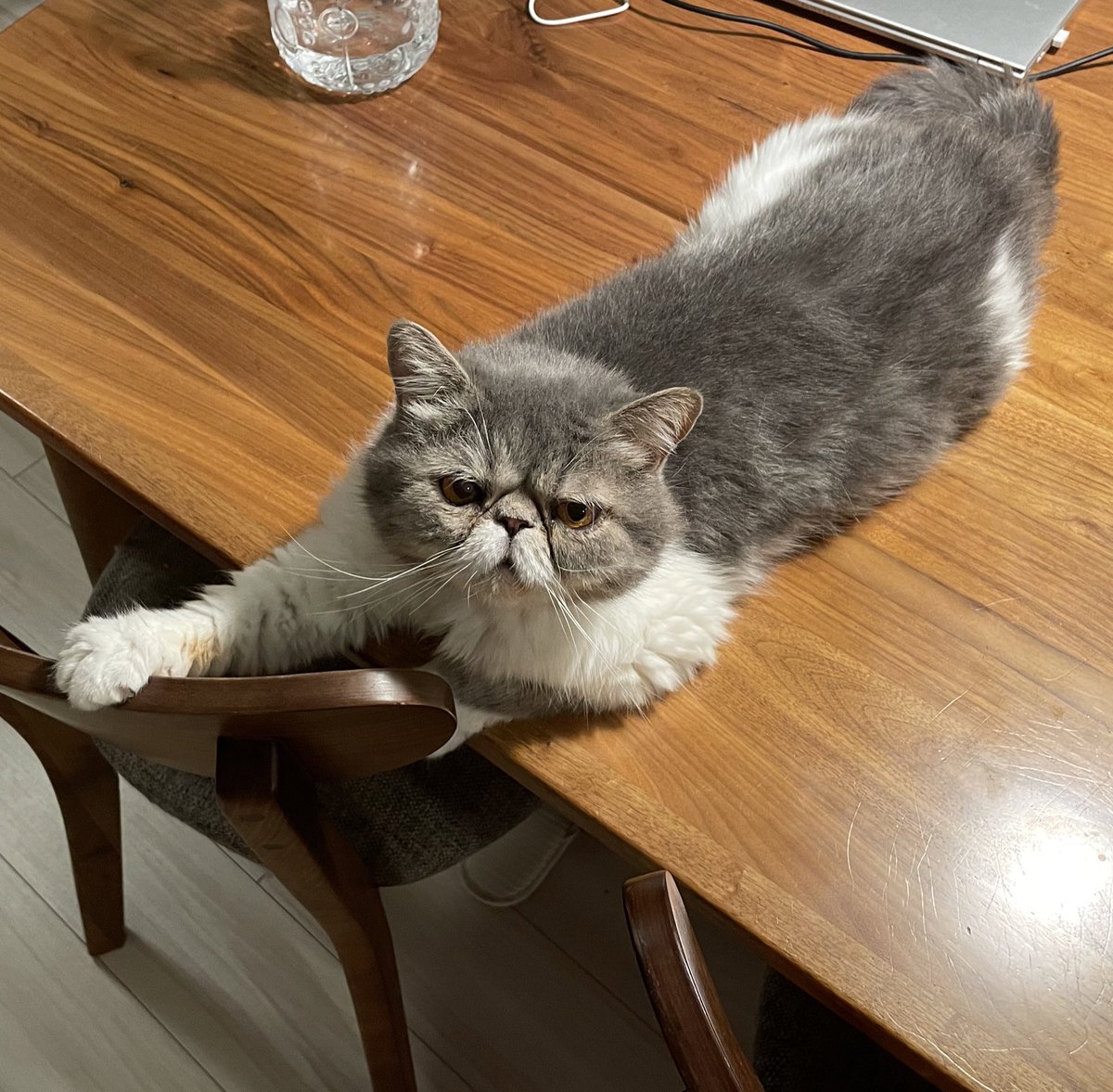shigeyumomo's tweet photo. momotaro「I'm the cat that takes over the table!」 = 「テーブル占領猫だよ!」
・
・
#table #tablecat #catlover #cat #catlife #catlove #dailycat #meow #exoticshorthair #exoticshorthaircat #exoticcat #猫 #ねこ #テーブル #テーブル占領猫 #エキゾチックショートヘア #猫のいる生活 https://t.co/Jqjt8xSHNT
